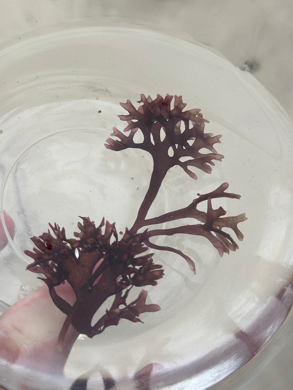 Chondrus Crispus: The Ultimate Sea Moss